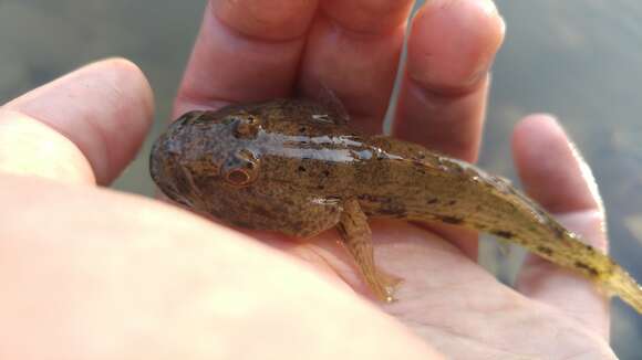 Glossogobius olivaceus (Temminck & Schlegel 1845) resmi