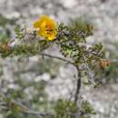 Image of Chamaecrista greggii var. potosina (Britton & Rose) H. S. Irwin & Barneby