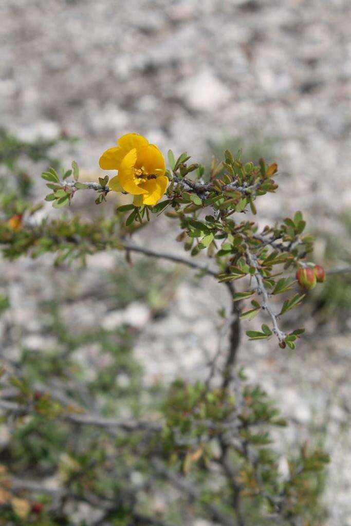 Image of Chamaecrista greggii var. potosina (Britton & Rose) H. S. Irwin & Barneby