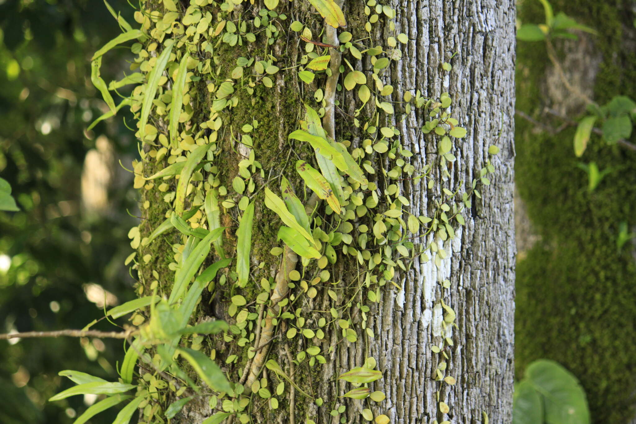 Image of Microgramma percussa (Cav.) Sota