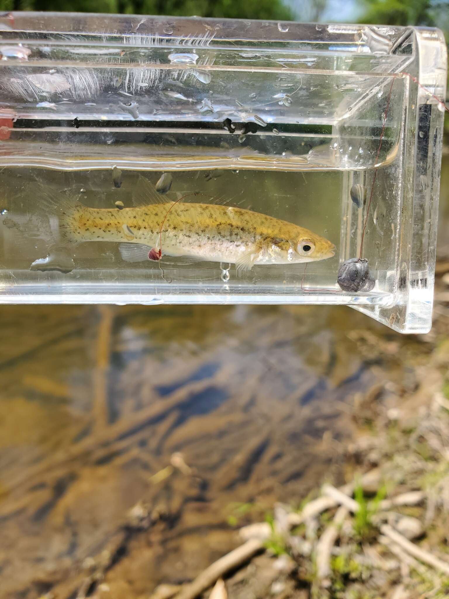 Image of Speckled killifish