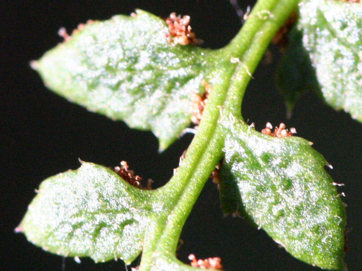 Image of Christmas fern