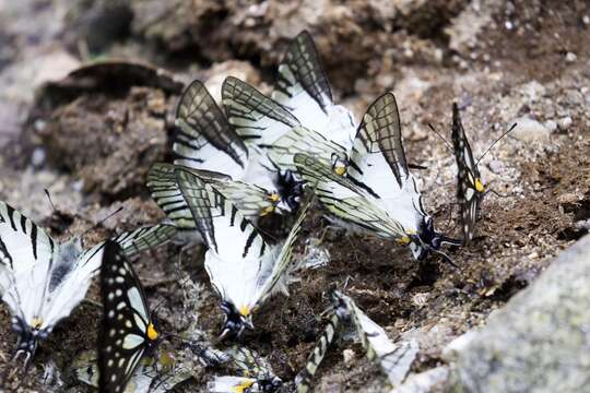 Image of Six-bar Swordtail Butterfly