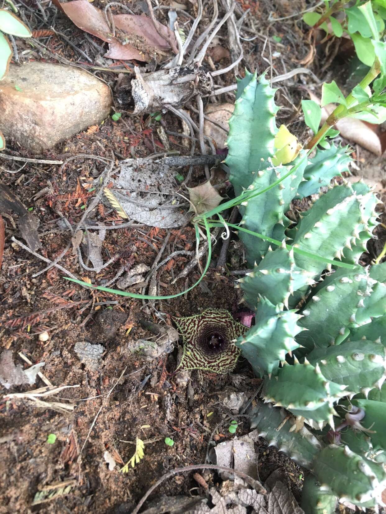 Image of Ceropegia loeseneriana (Schltr.) Bruyns