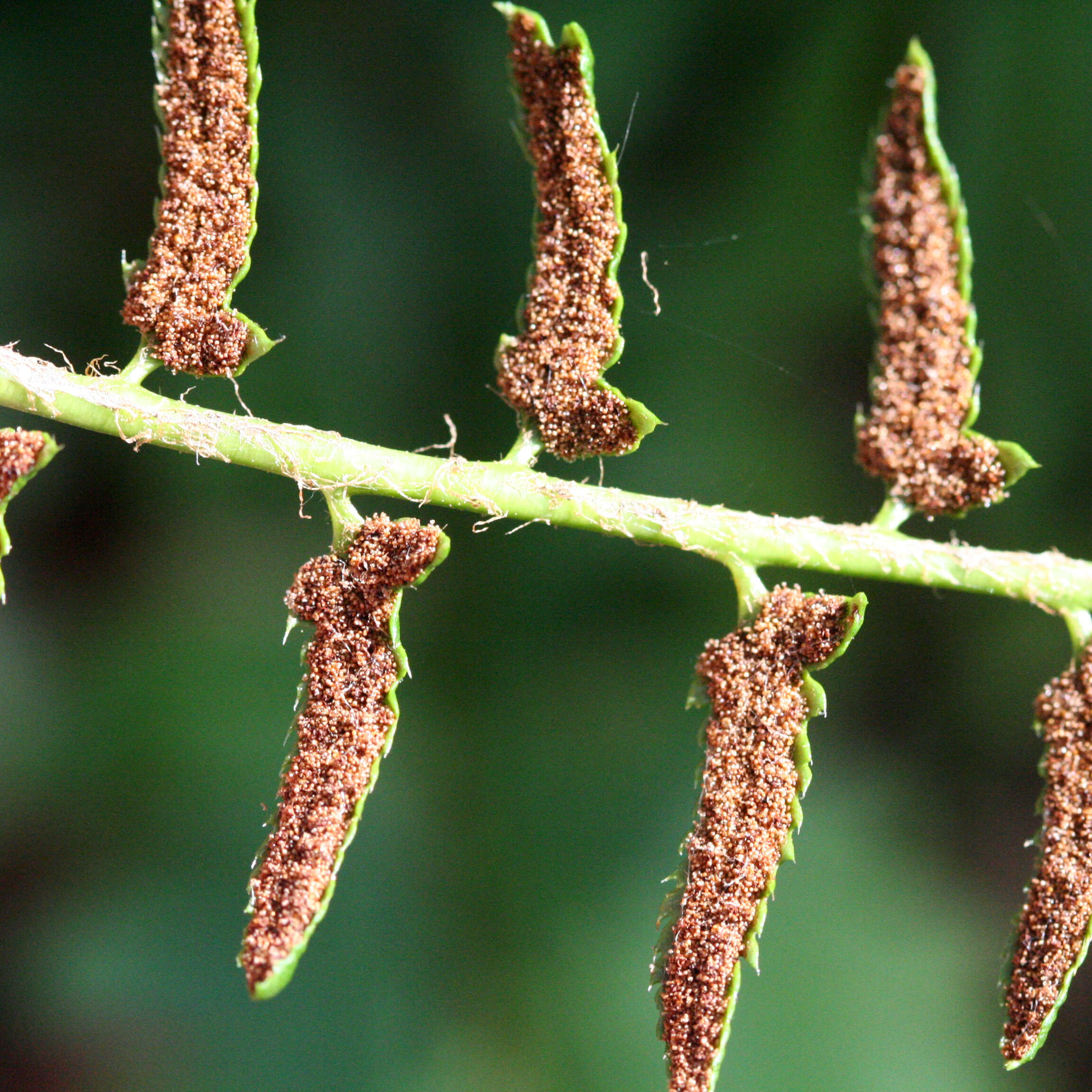 Plancia ëd Polystichum acrostichoides (Michx.) Schott