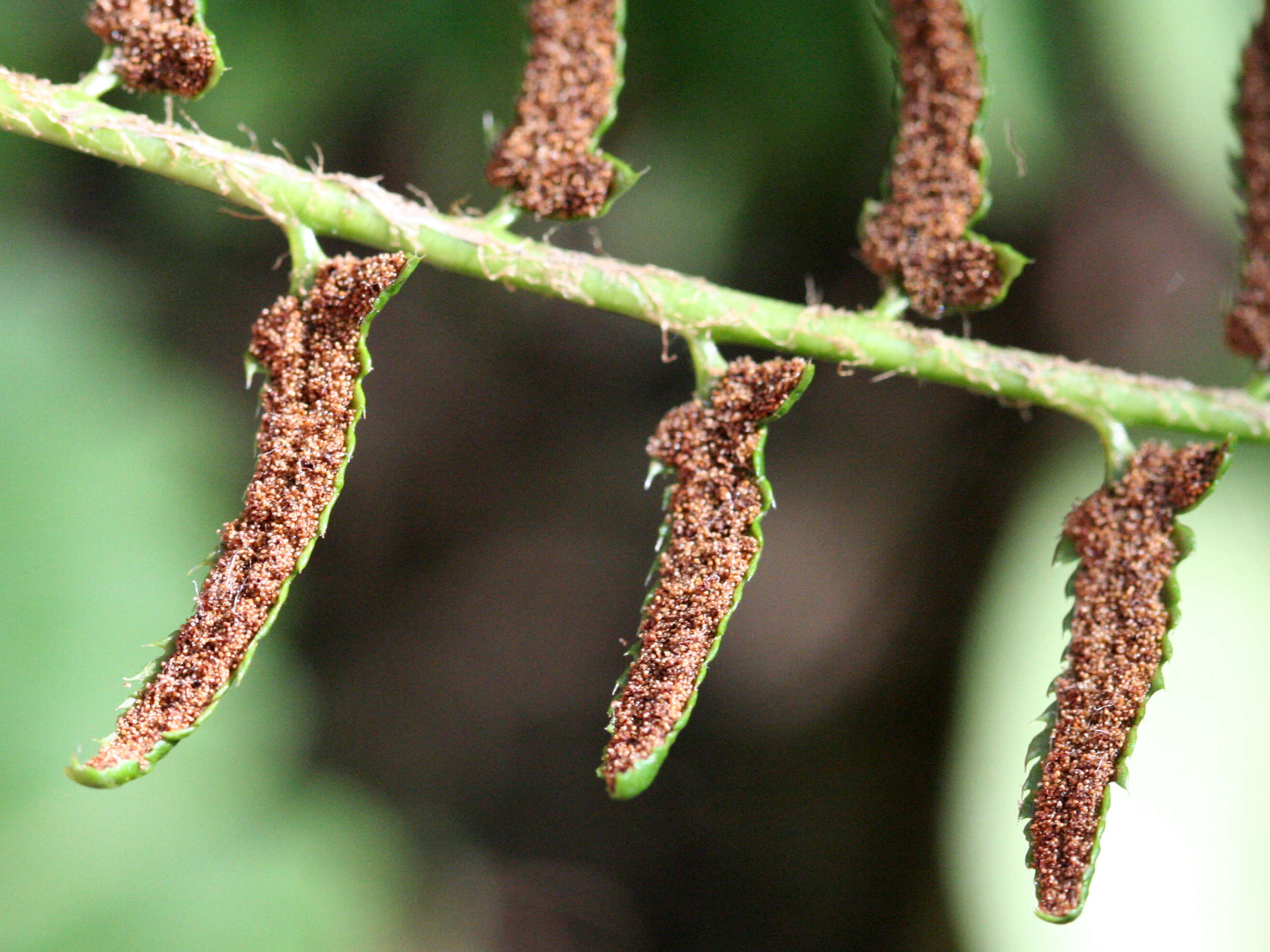 Image of Christmas fern