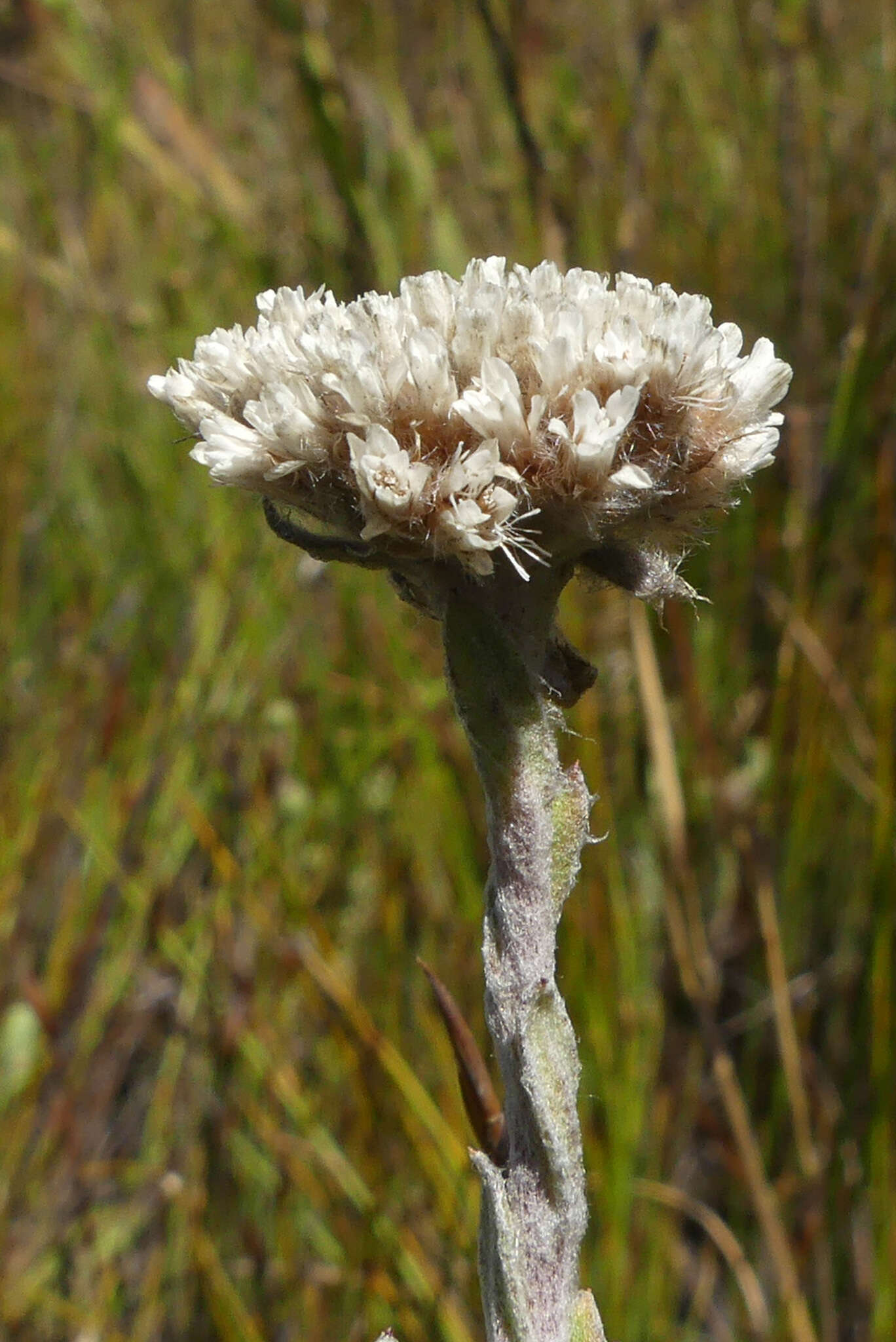 Image of Langebergia canescens (DC.) A. A. Anderberg