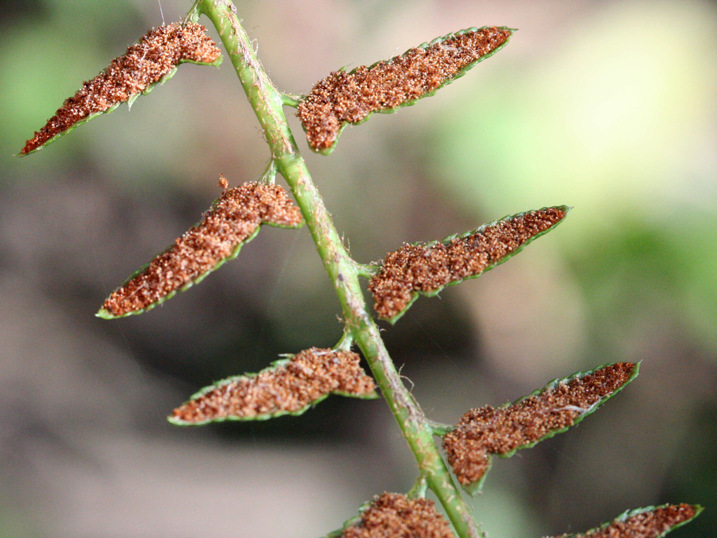 Image of Christmas fern