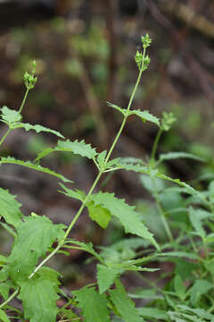 Image of Scrophularia amgunensis F. Schmidt