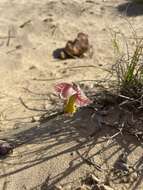 Gladiolus watermeyeri L. Bolus resmi