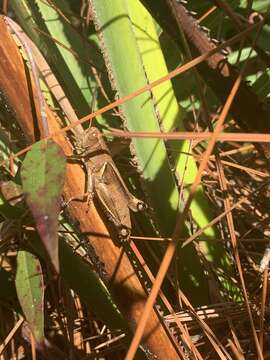 Слика од Melanoplus querneus Rehn, J. A. G. & Hebard 1916