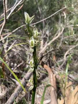 Imagem de Prasophyllum elatum R. Br.