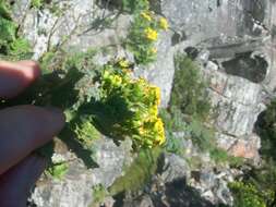 Image of Poisonous ragwort