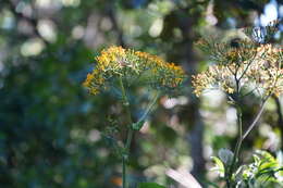 Image of Jessea cooperi (Greenm.) H. Rob. & Cuatrec.