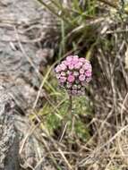 Image of Gyptis tanacetifolia (Gillies ex Hook. & Arn.) D. J. N. Hind & Flann