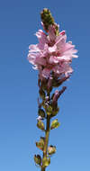 Image of Oregon checkerbloom