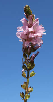 Image of Oregon checkerbloom