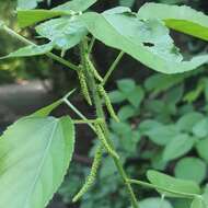 Imagem de Acalypha glabrata Thunb.