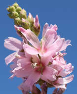 Image of Oregon checkerbloom