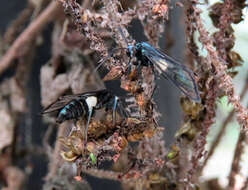 Sivun Syntrichura virens Butler 1876 kuva