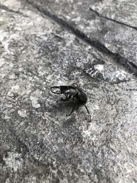 Image of smallstagbeetle