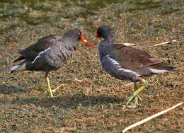 Image of Common Moorhen