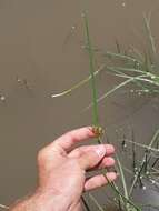 Imagem de Cyperus longus subsp. longus