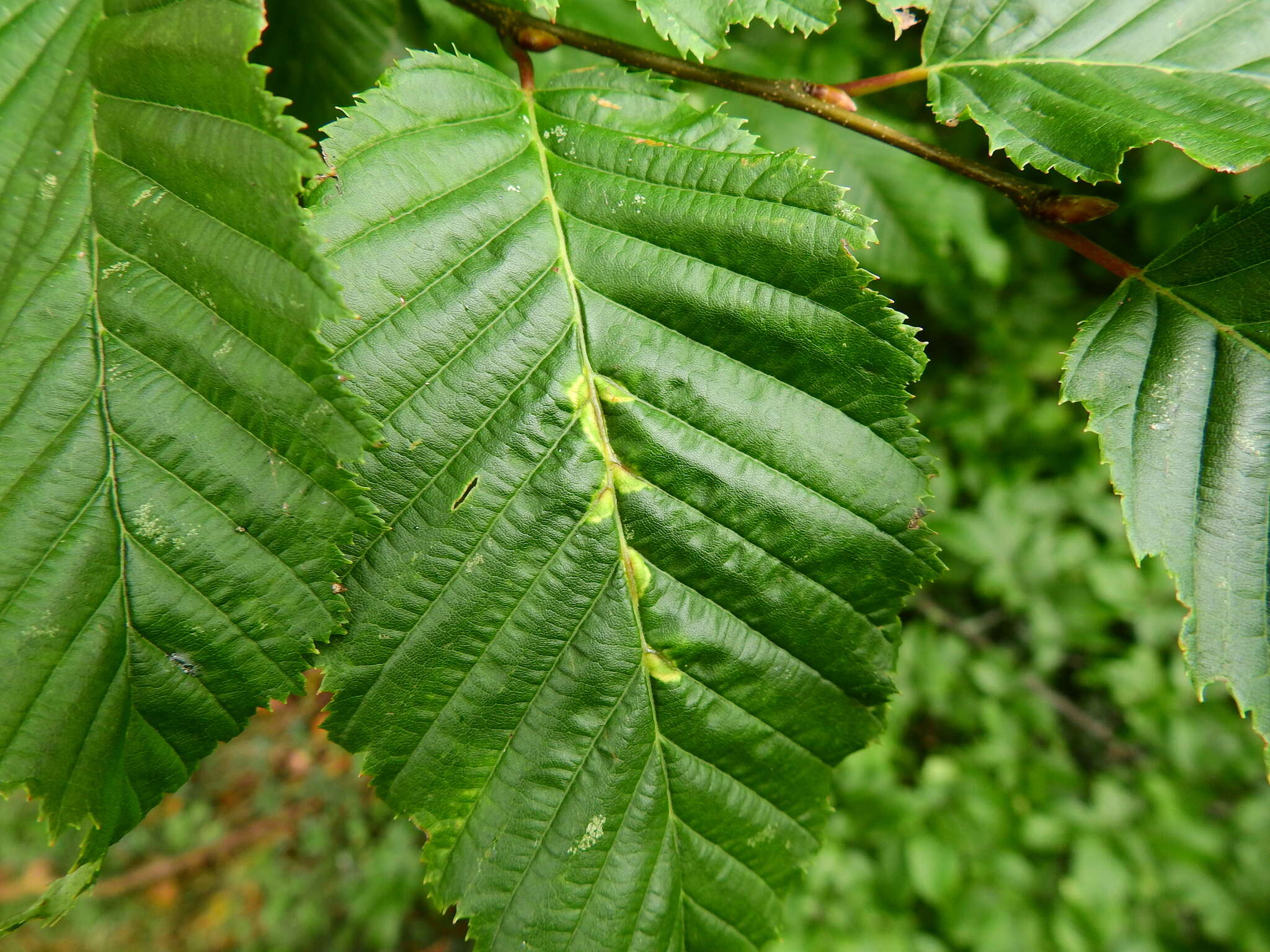 Image of <i>Aceria tenella</i>