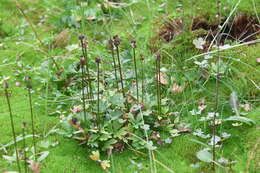 Image of snow buttercup