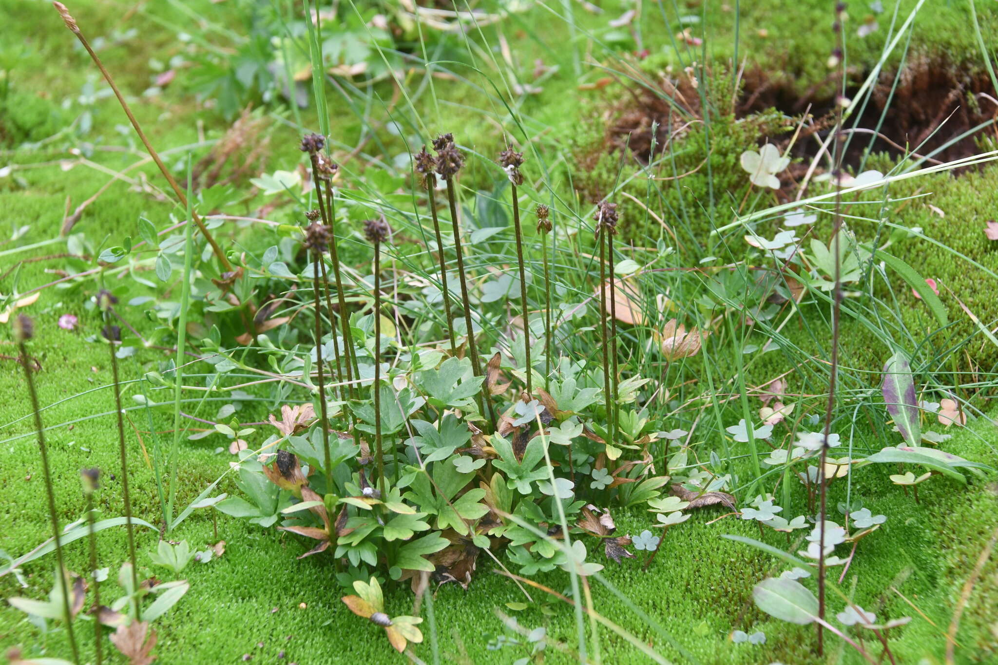 Image of snow buttercup