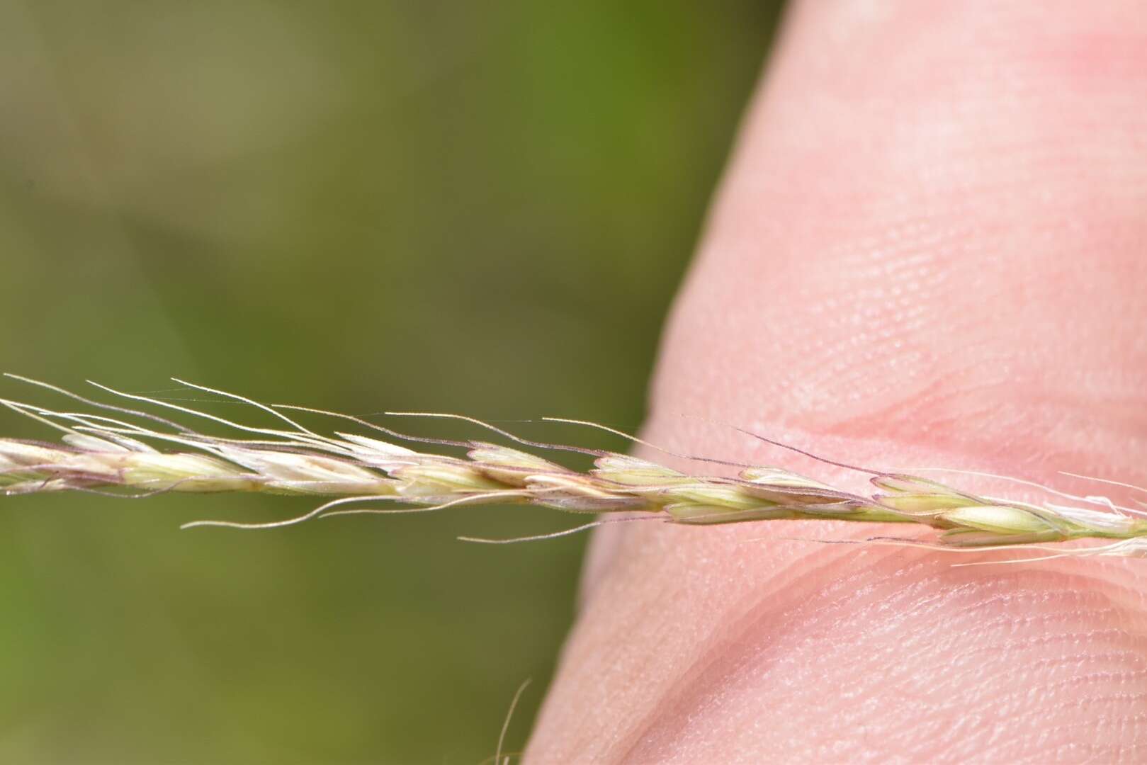 Plancia ëd Chloris texensis Nash