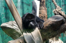 Image of Ecuadorian Mantled Howling Monkey