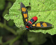 Image of <i>Euchromia elegantissima</i>