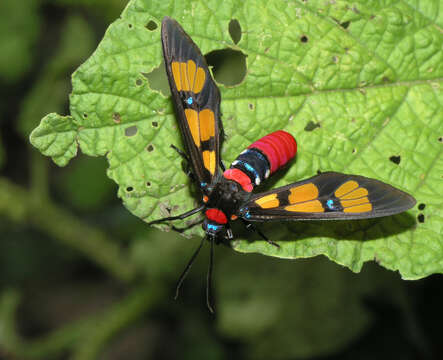 Plancia ëd <i>Euchromia elegantissima</i>