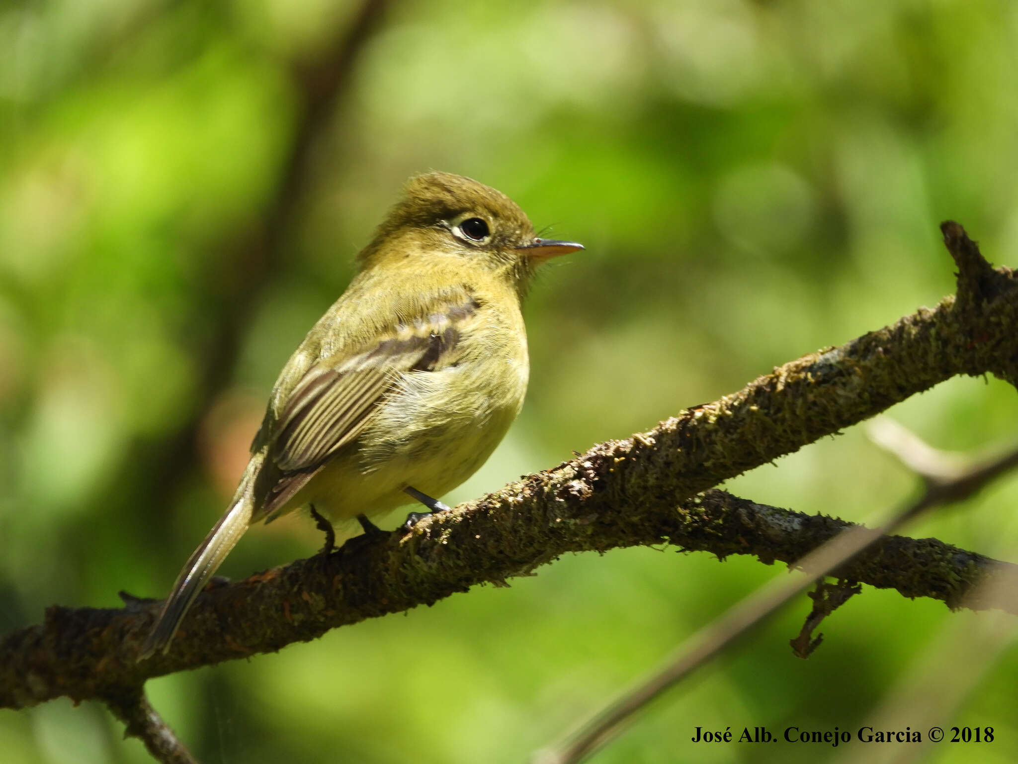 Image of Yellowish Flycatcher