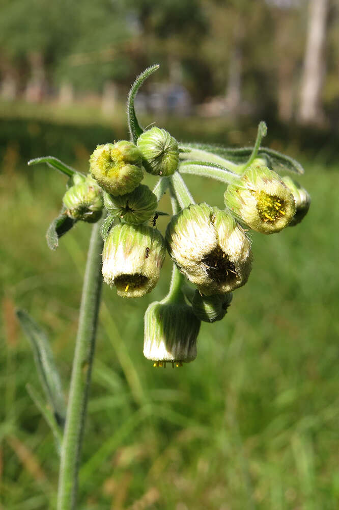 Слика од Erigeron primulifolius (Lam.) Greuter