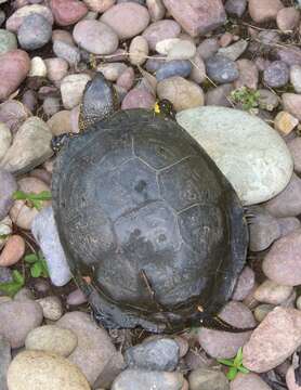 Image of Emys orbicularis galloitalica Fritz 1995