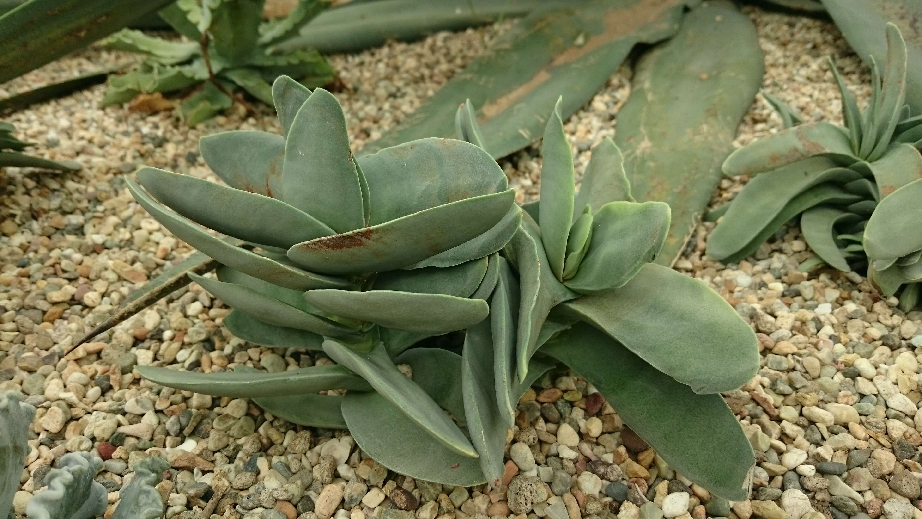 Image of Crassula perfoliata var. minor (Haw.) Rowley