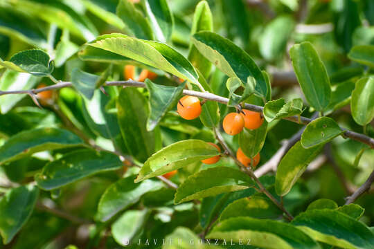 Celtis iguanaea (Jacq.) Sarg. resmi