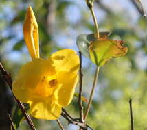 Image of Rankin's trumpetflower