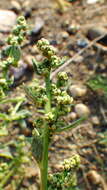 Image of Rocky Mountain goosefoot