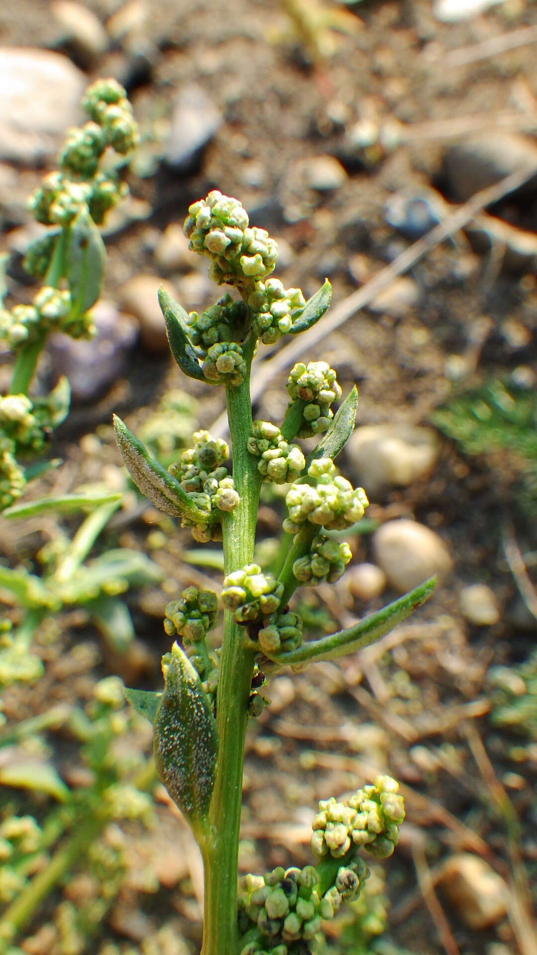 Plancia ëd Oxybasis glauca var. salina (Standl.) Verloove