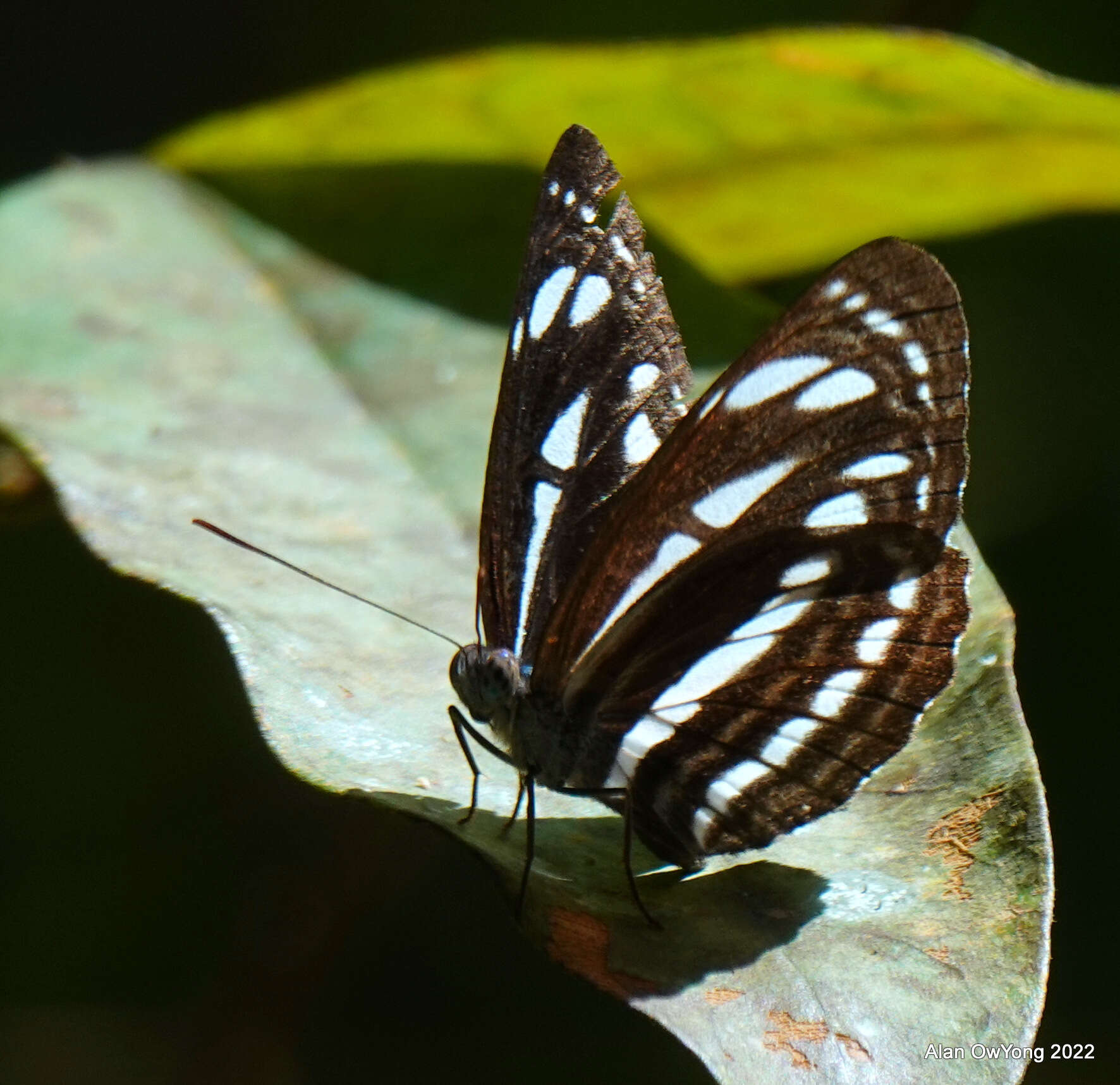 Image of Neptis leucoporus cresina