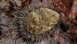 Image of Midas Ear Abalone