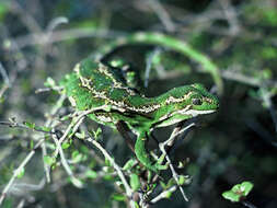 Image of South Island Tree Gecko