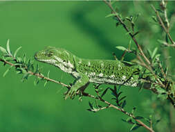 Image of Northern Tree Gecko