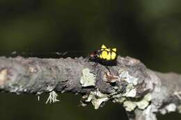 Image of Micrathena glyptogonoides Levi 1985