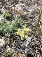 Sivun Oxytropis campestris var. cusickii (Greenm.) Barneby kuva