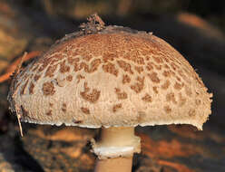 Image of Macrolepiota fuligineosquarrosa Malençon 1979