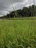 Image of Northern Wild Rice